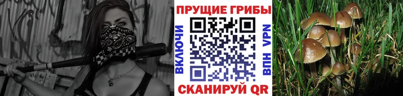 Галлюциногенные грибы MAGIC MUSHROOMS  Хадыженск 